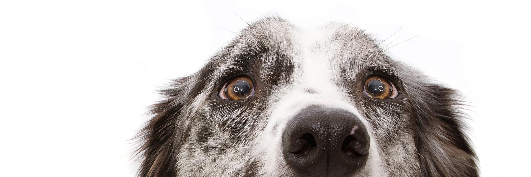 Humane Society-Middletown Inc