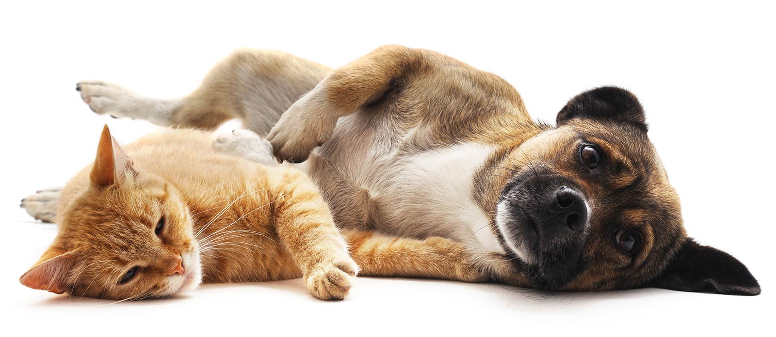 Humane Society-Middletown Inc